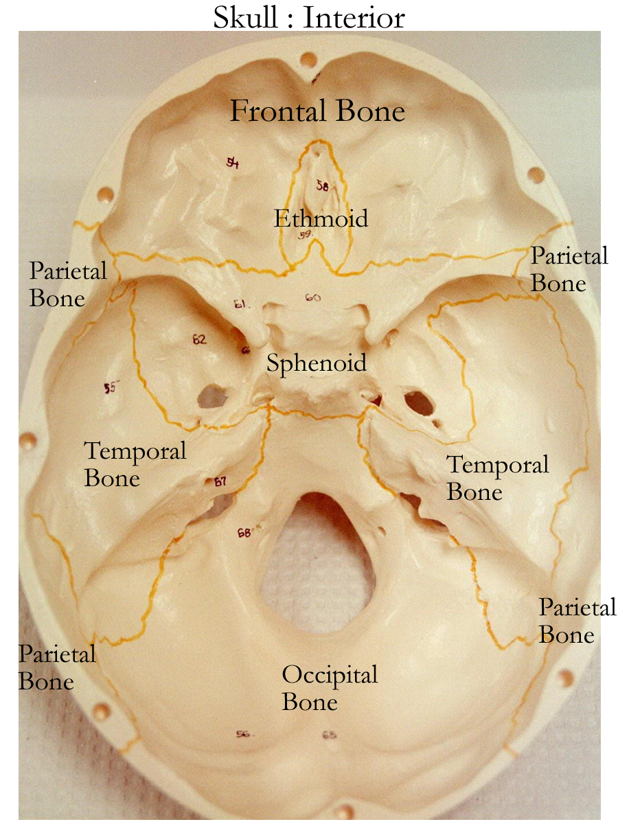 biology-2404-a-p-basics